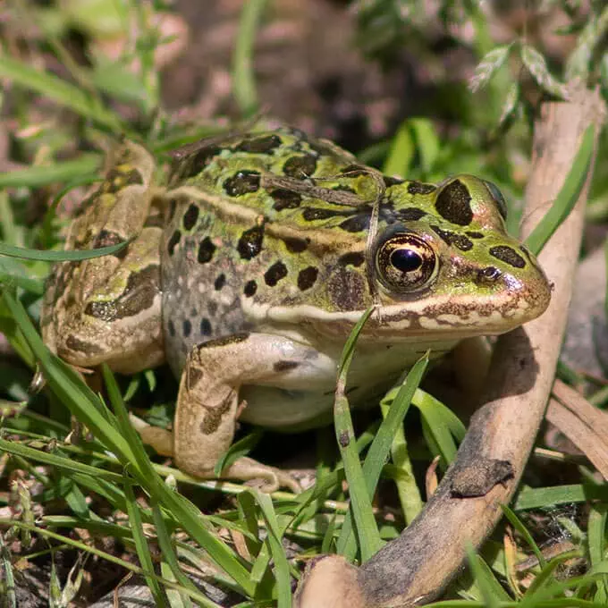 Frog of the Yampa
