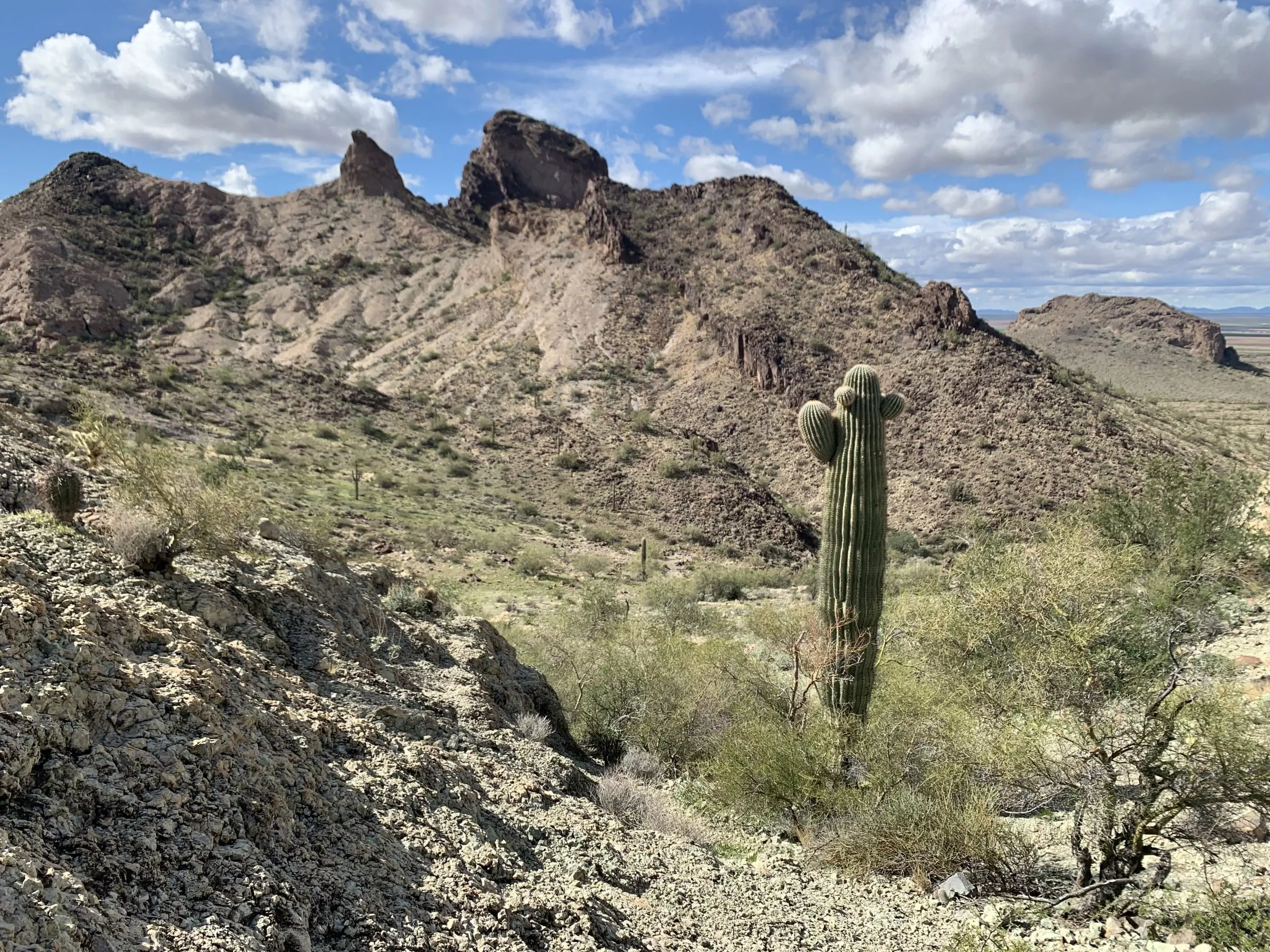 Saguaro cactus in the Signal Mountain desert.